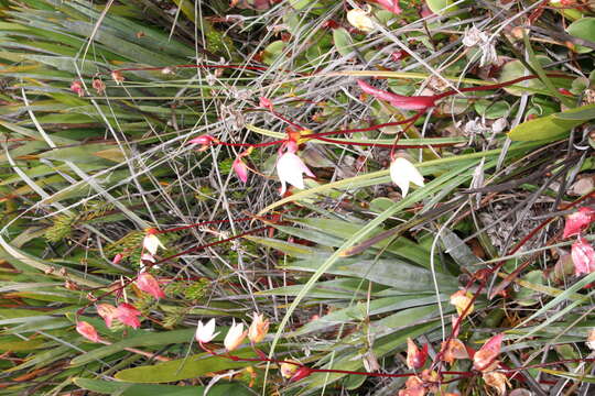 Image of Heliamphora nutans Benth.