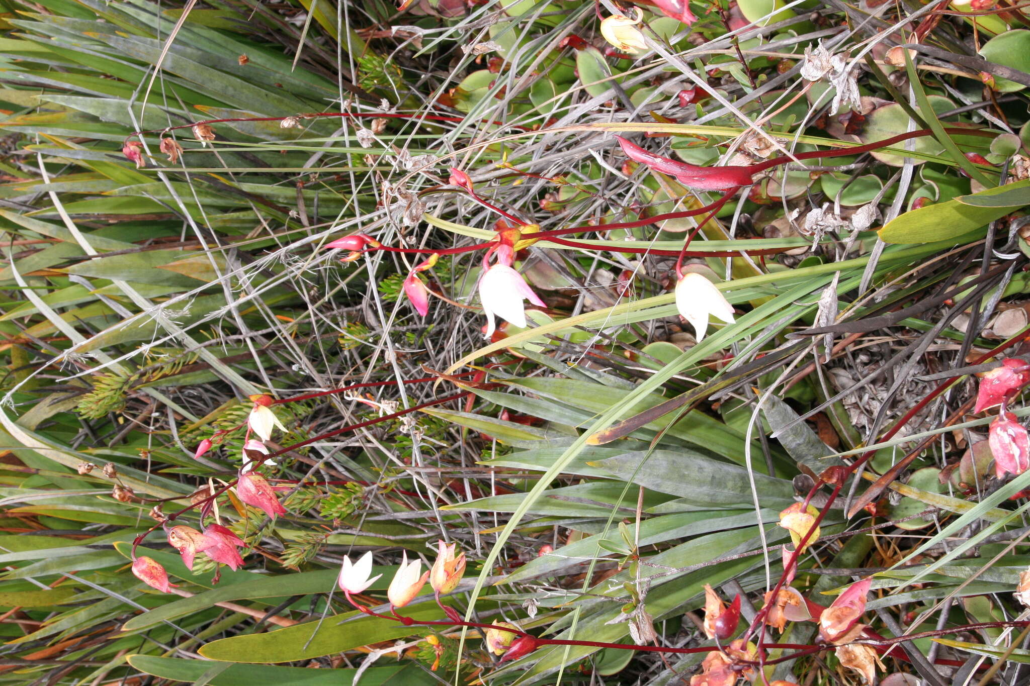 Image of Heliamphora nutans Benth.