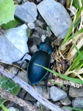 Image of Violet Ground Beetle