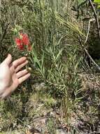 Image of Wallum bottlebrush