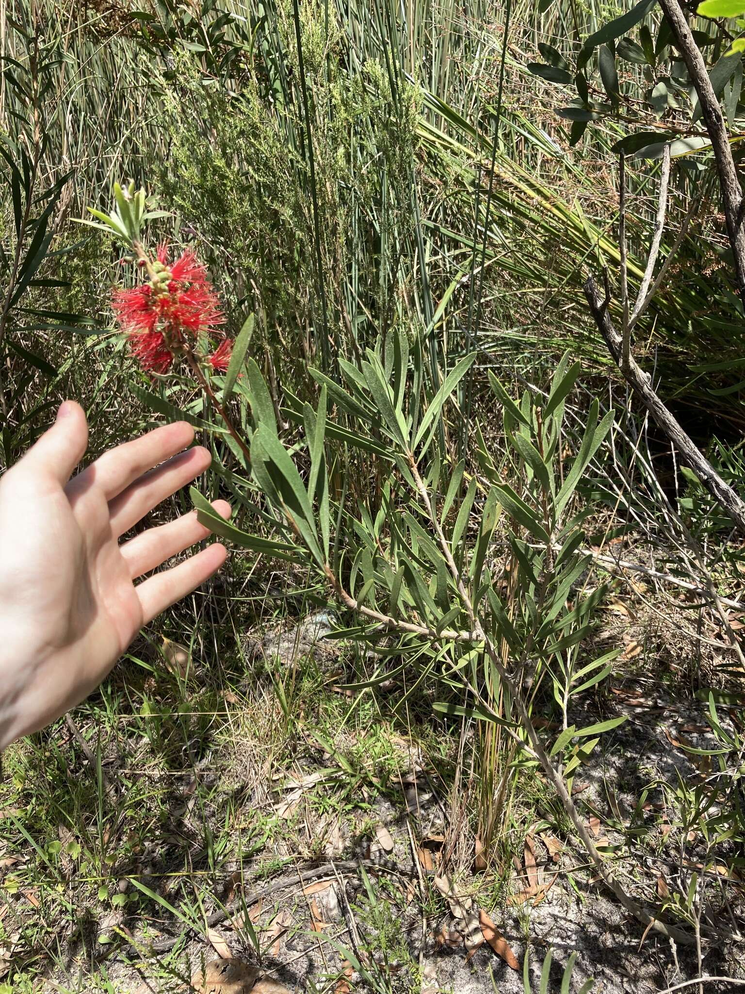 Sivun Callistemon pachyphyllus Cheel kuva