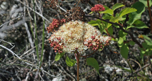 Sivun Spiraea betulifolia var. lucida (Dougl. ex Greene) C. L. Hitchc. kuva