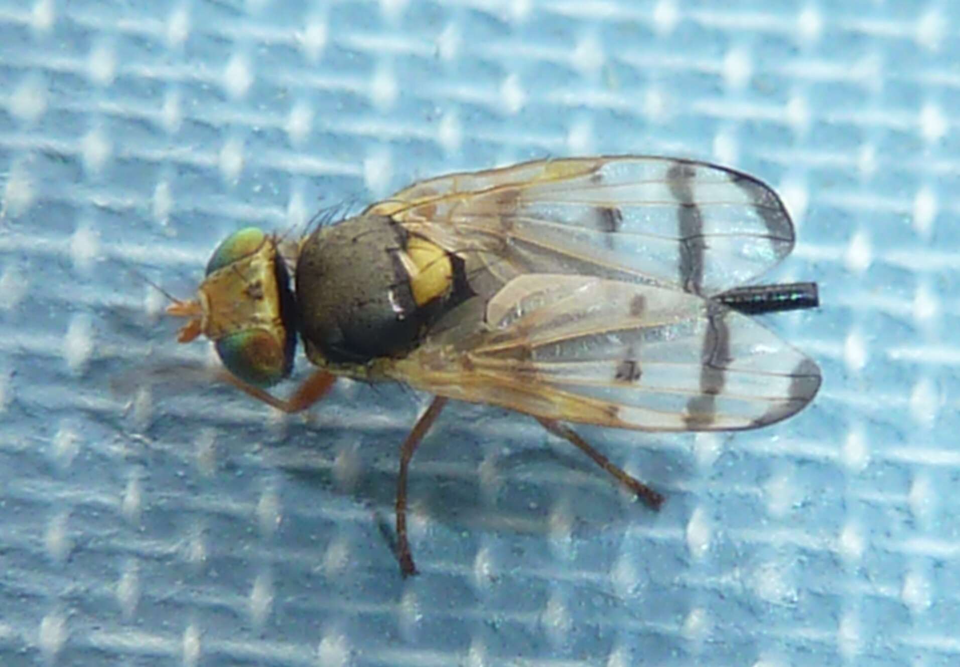 Image of Fruit fly