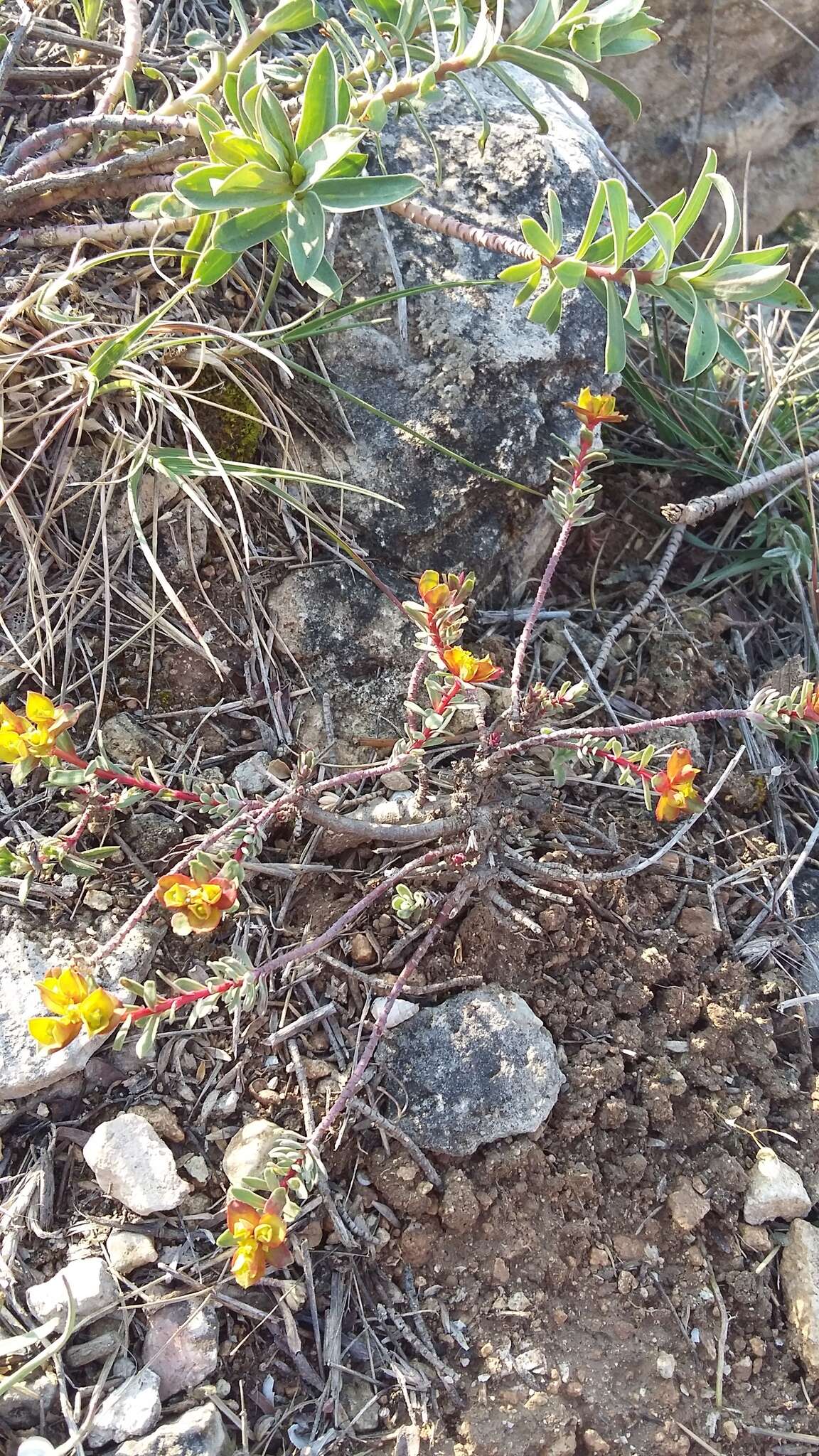 Euphorbia petrophila C. A. Mey. resmi