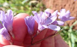 Image of Ixia rapunculoides Redouté