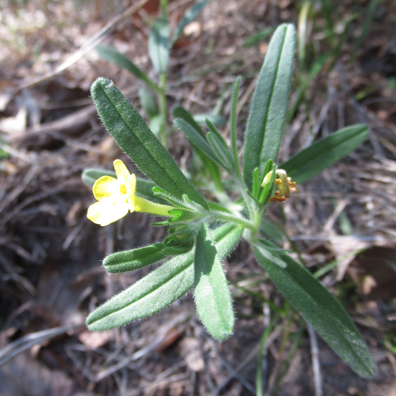 Image of San Antonio stoneseed