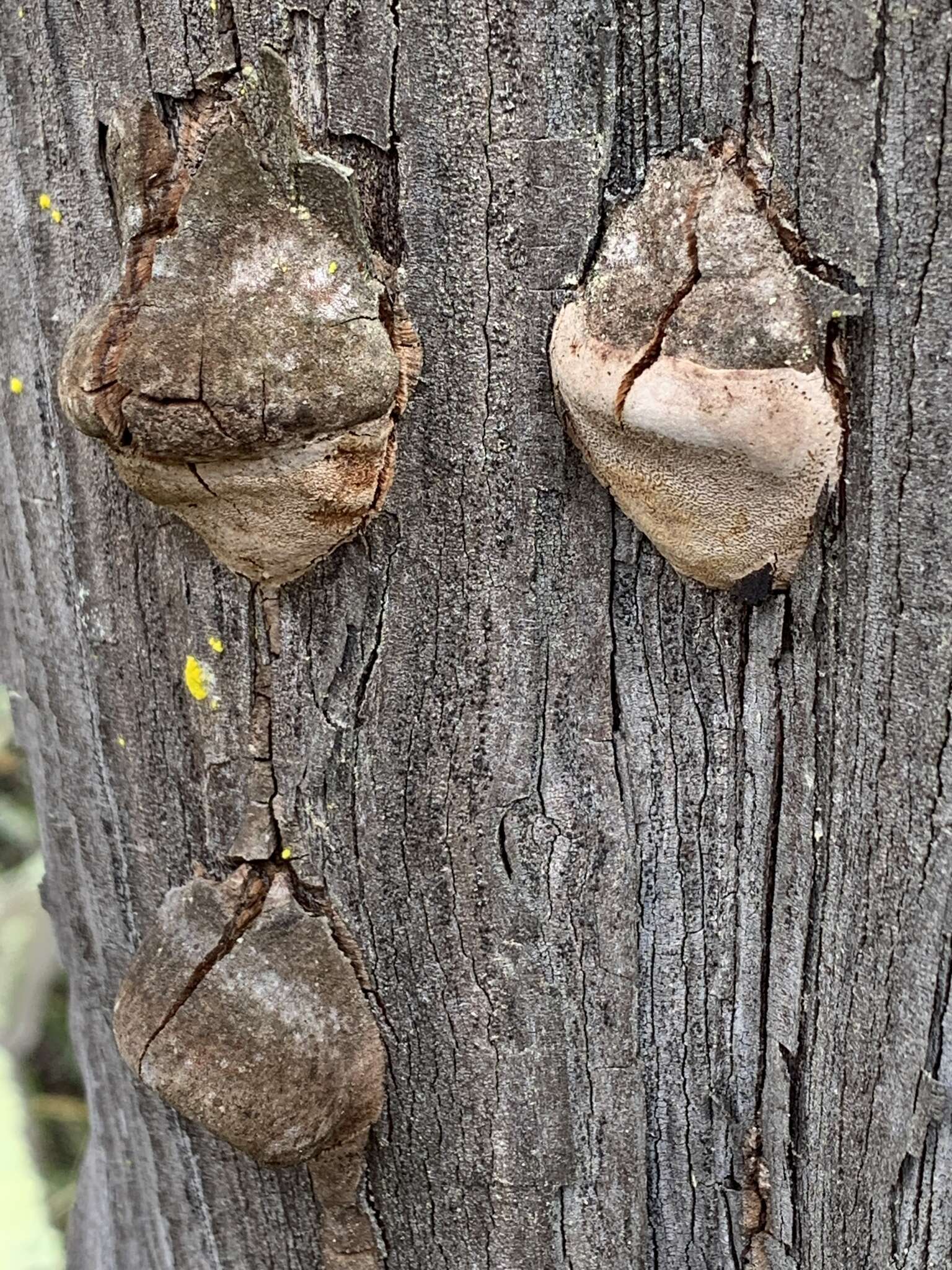 Imagem de Fomes arctostaphyli Long 1917