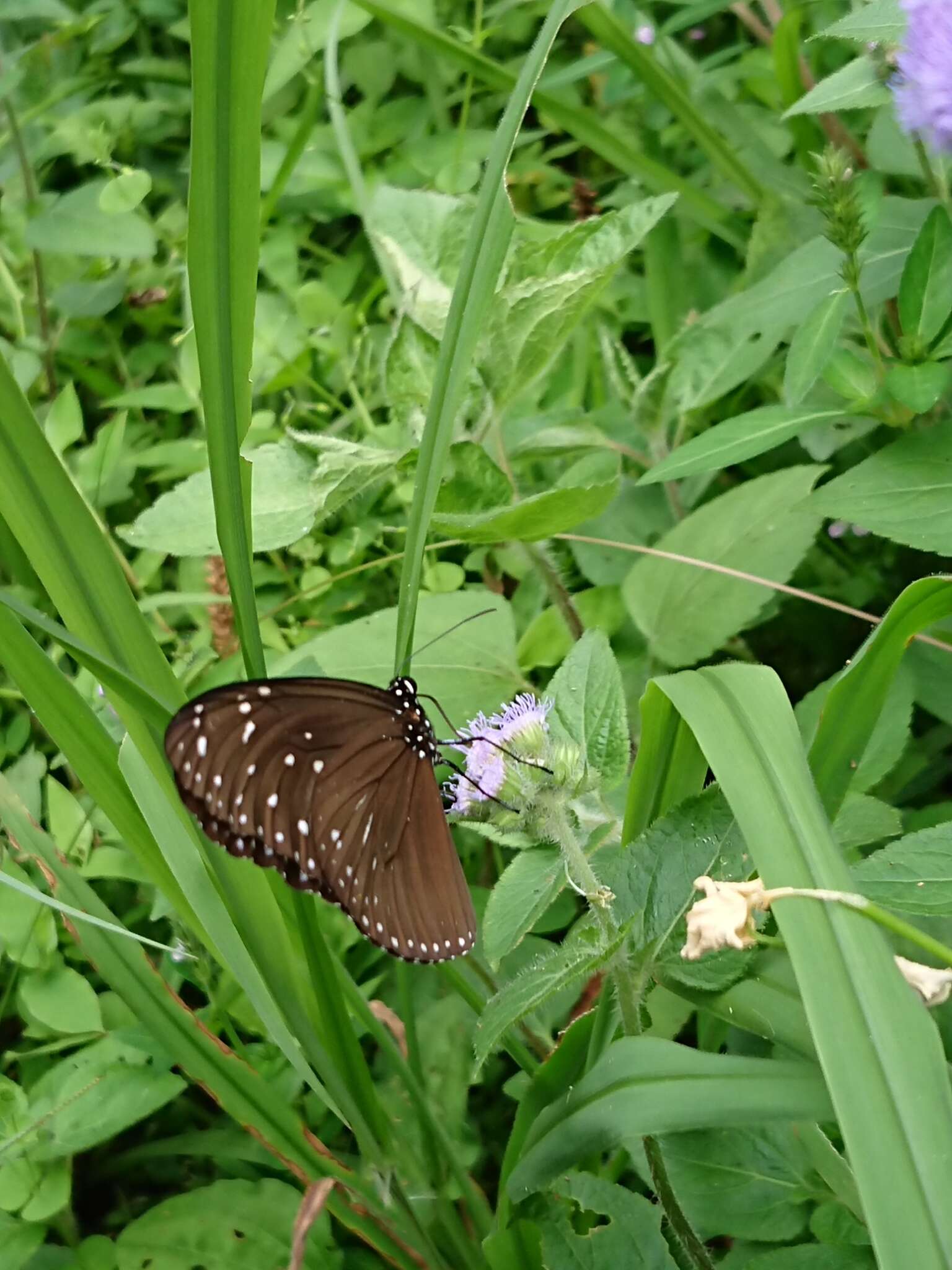 Euploea mulciber barsine Fruhstorfer 1904的圖片