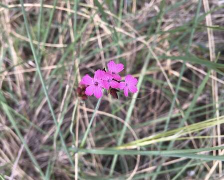 صورة Dianthus pontederae A. Kerner