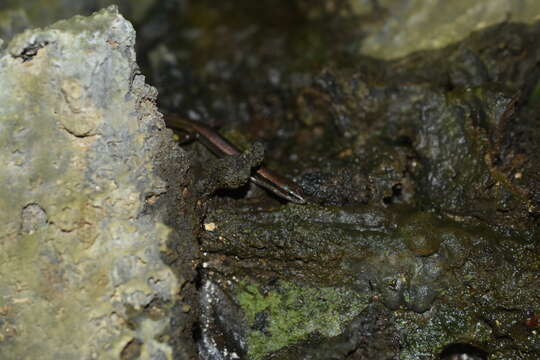 Image of Forest Ground Skink