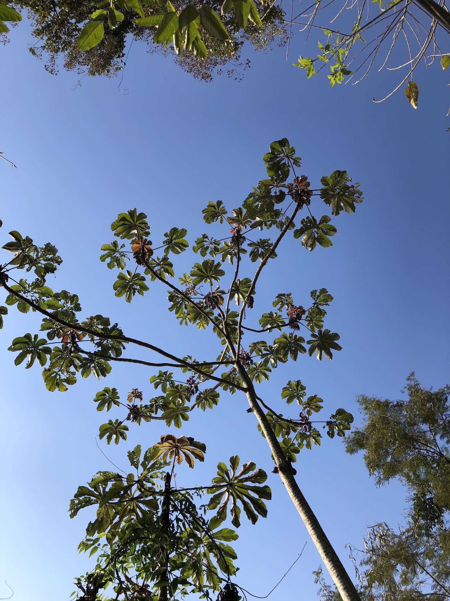 Image of Cecropia glaziovii Snethlage