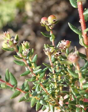 Image of Phylica parviflora Berg.