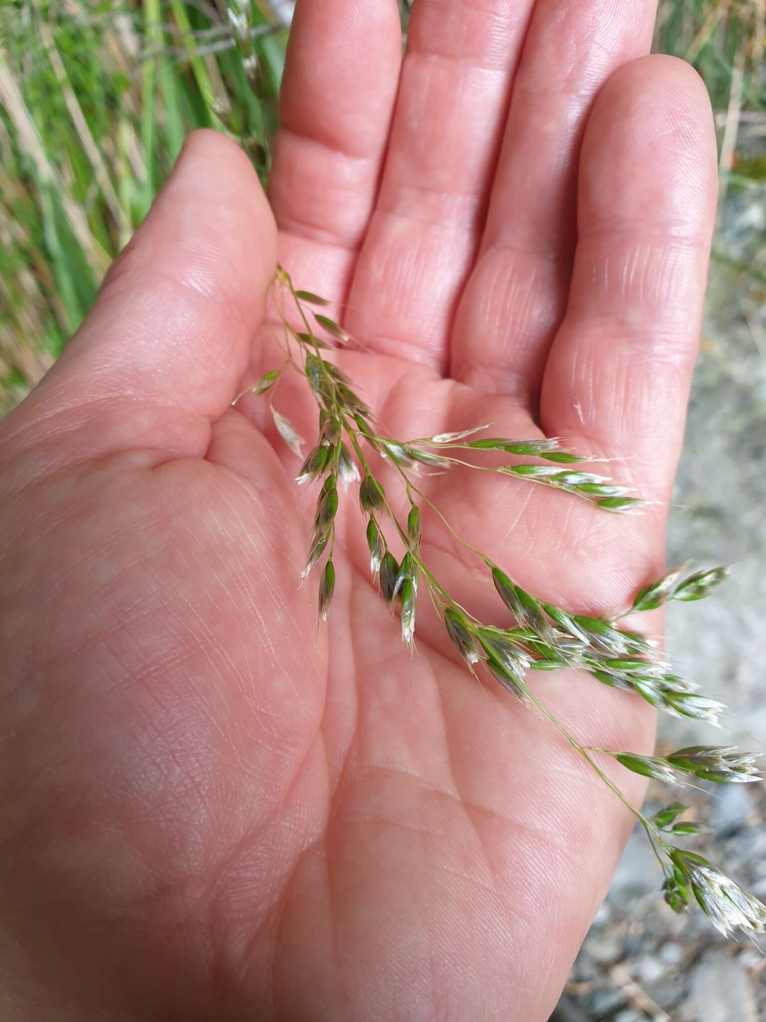 Sivun Anthoxanthum novae-zelandiae (Gand.) kuva