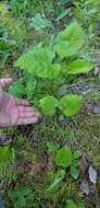 Image of Clinton's Leafless-Bulrush