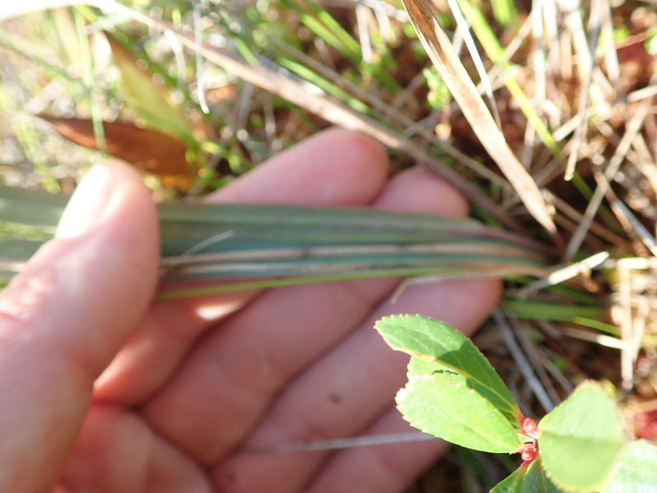 Calamagrostis pickeringii A. Gray的圖片