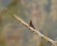 Image of Rufous-bellied Woodpecker