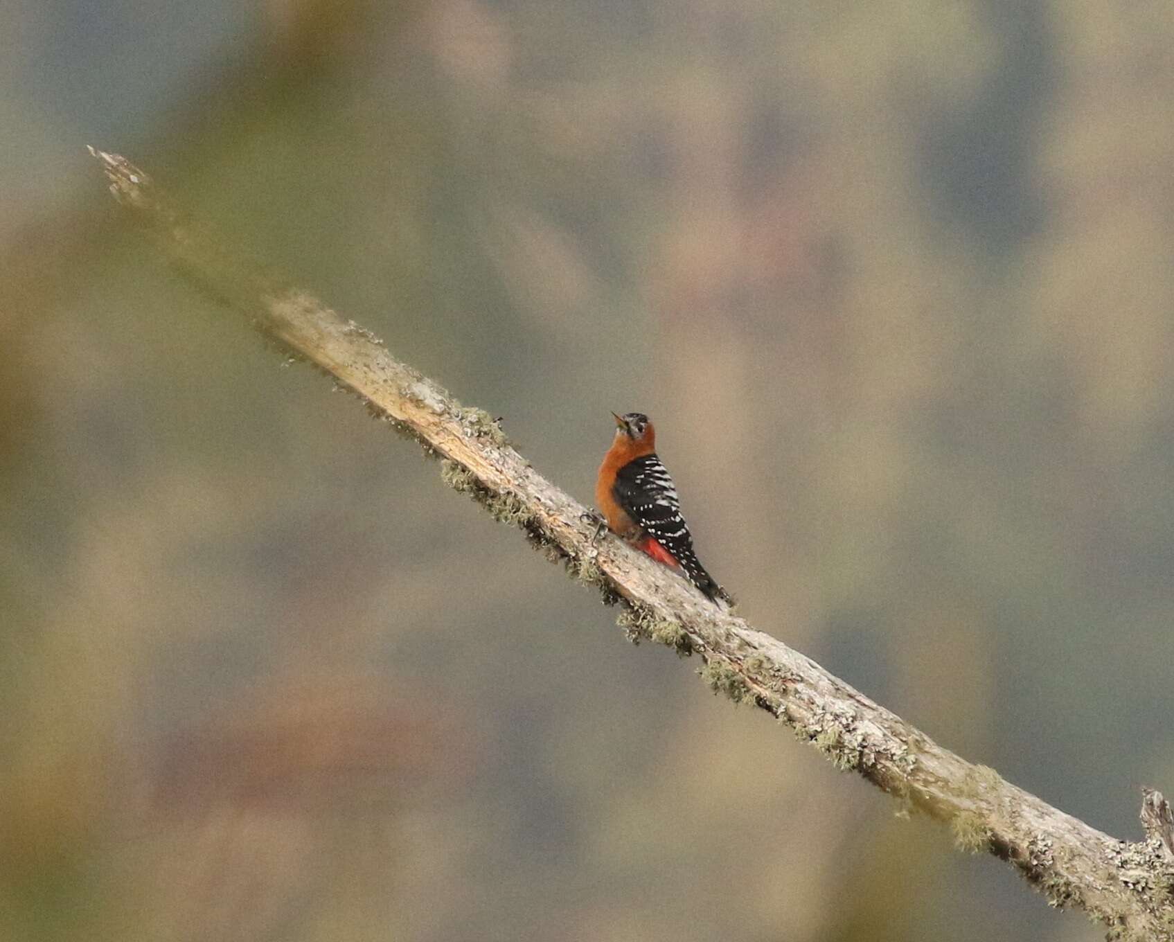 Image of Rufous-bellied Woodpecker