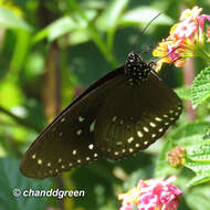 Image of Euploea midamus Linnaeus 1758