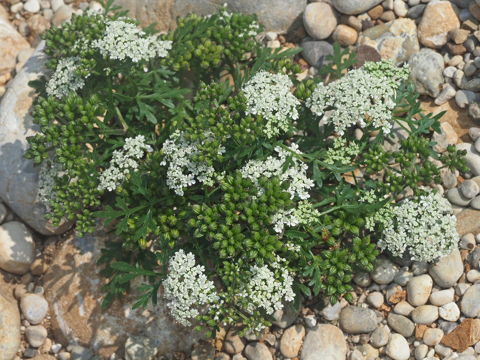 Image of Aethusa cynapium subsp. agrestis (Wallr.) Dostál