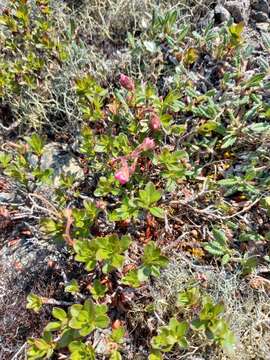 Image of Rhododendron redowskianum Maxim.