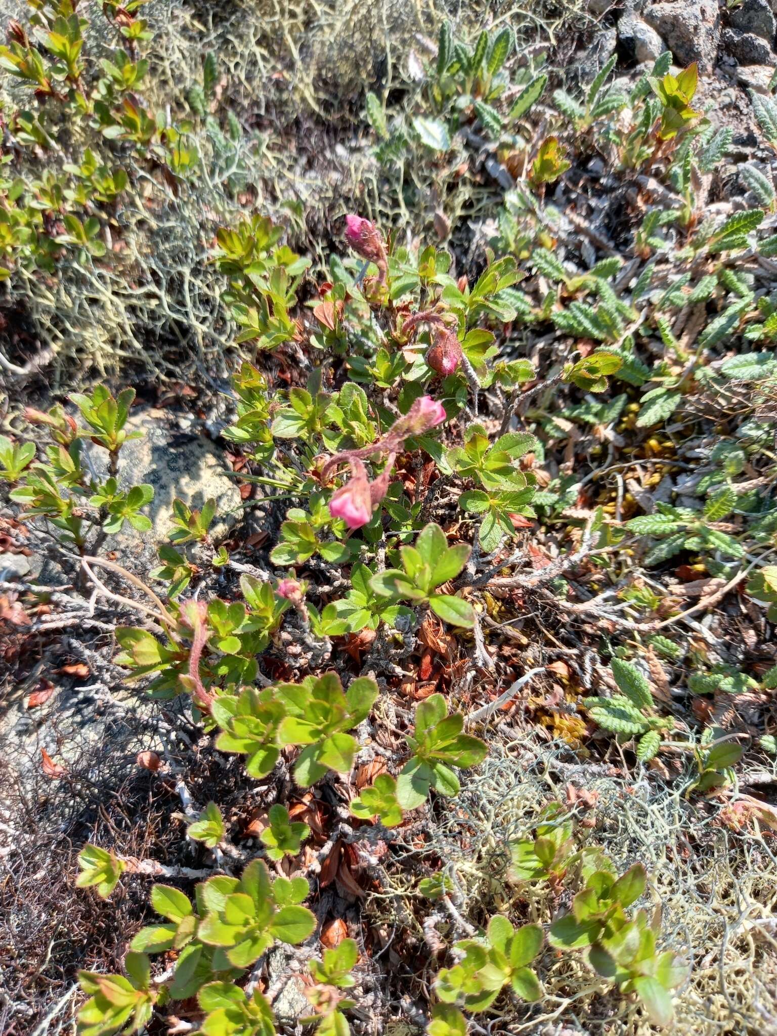 Слика од Rhododendron redowskianum Maxim.