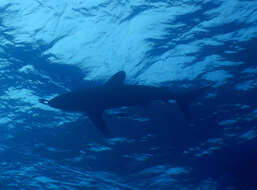 Image de Requin Océanique