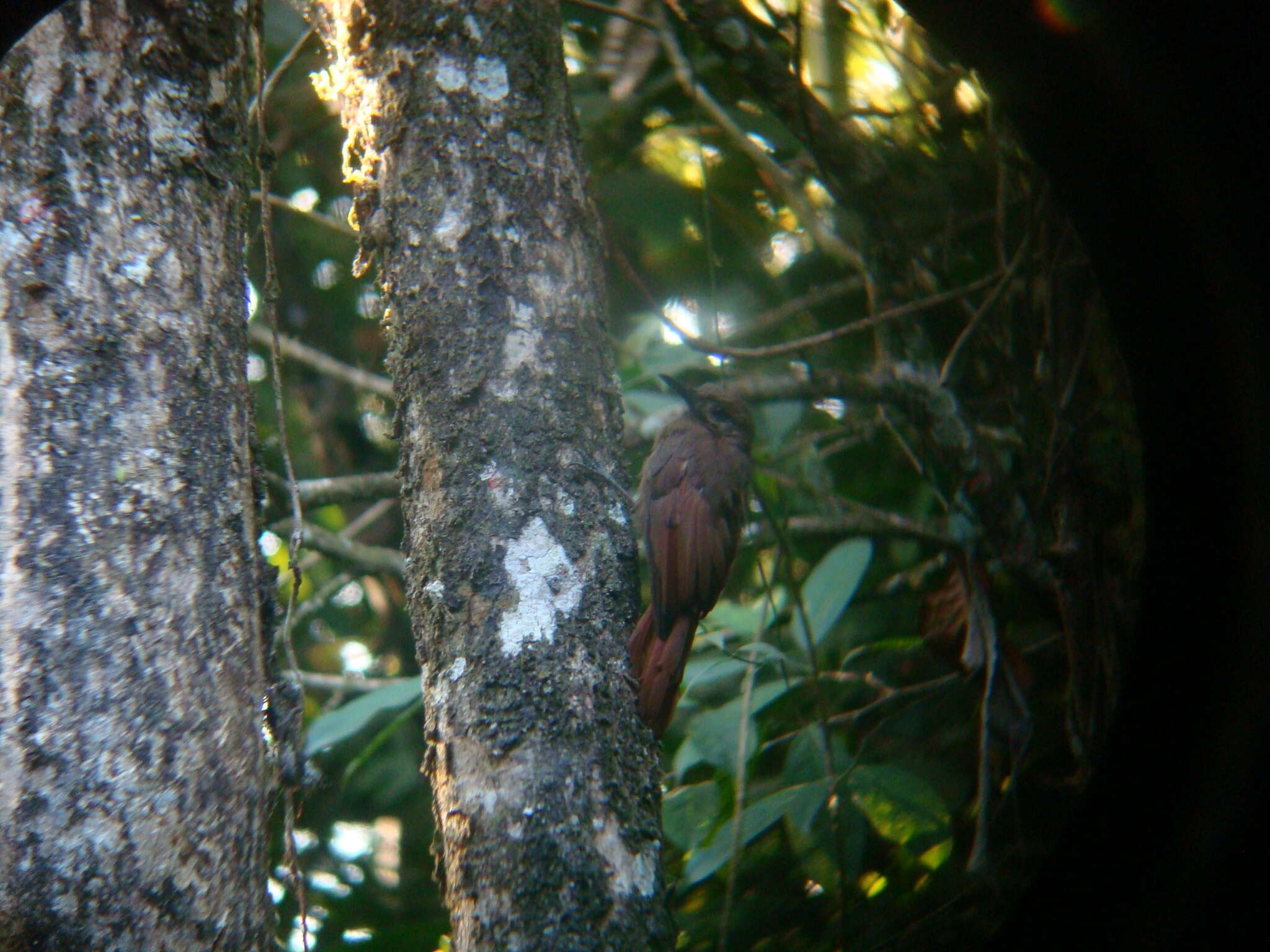 Image of Plain-brown Woodcreeper