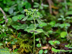 Image of Neottia fukuyamae T. C. Hsu & S. W. Chung