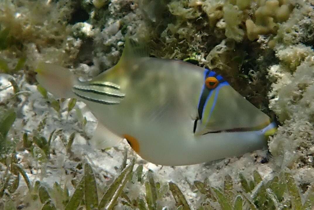 Image of Picasso triggerfish