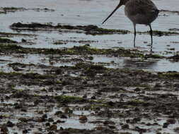 Image of Limosa lapponica baueri Naumann & JF 1836