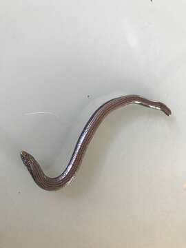 Image of Yolk-bellied Snake-skink