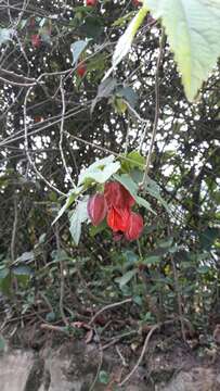 Image of trailing abutilon