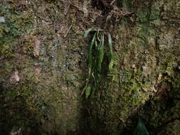 Imagem de Asplenium ensiforme Wall.