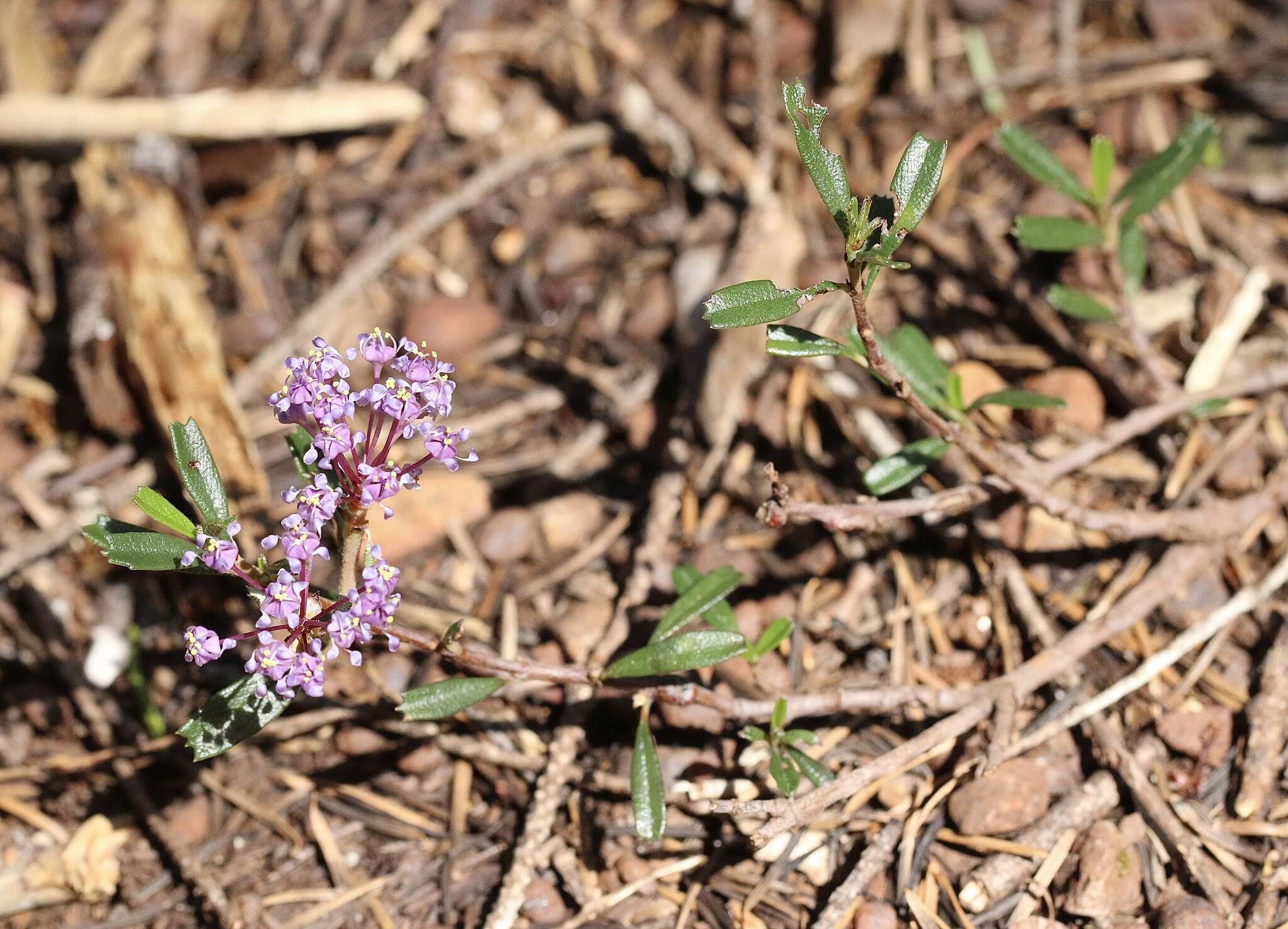 Image of dwarf ceanothus