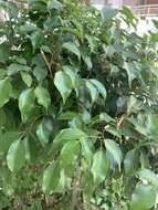 Image de Ficus benjamina L.