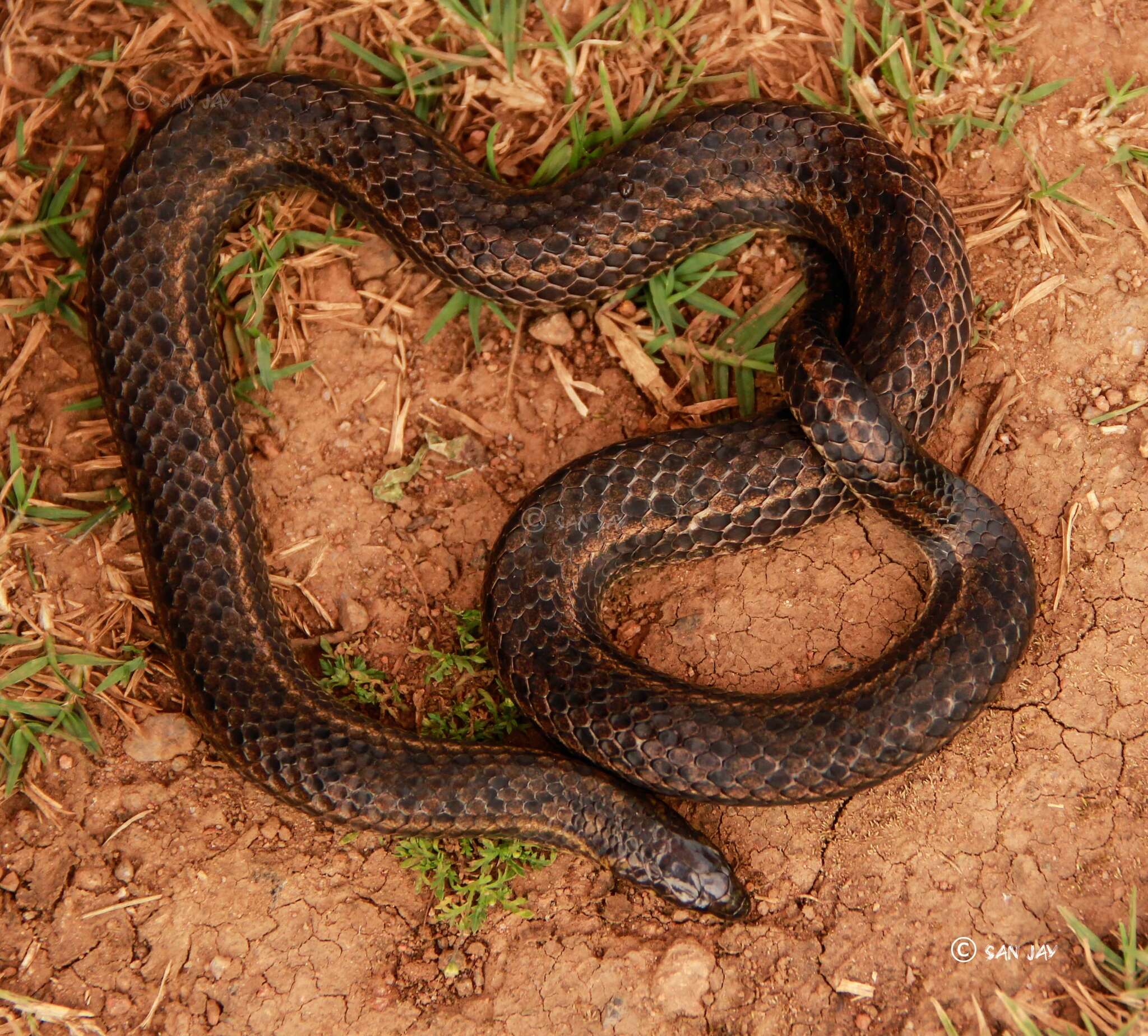 Image of Perrotet's Mountain Snake