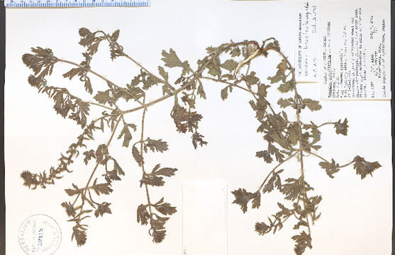 Image of bigbract verbena