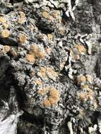 Image of Oregon crabseye lichen