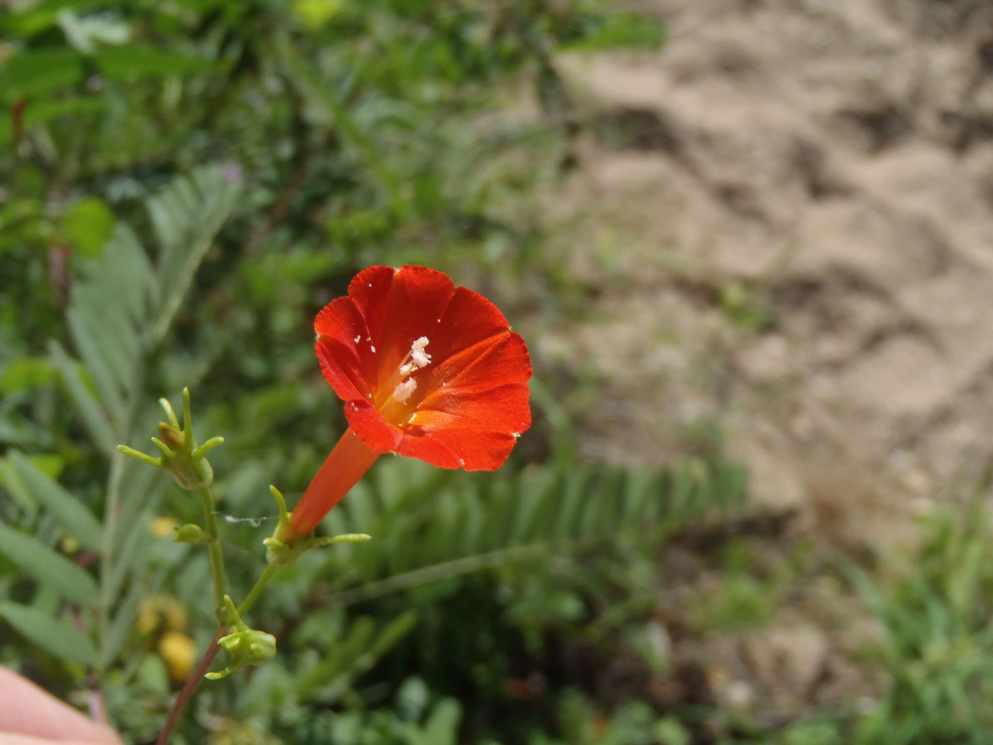 Слика од Ipomoea cristulata Hall. fil.