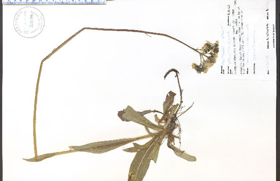 Image of <i>Hieracium vulgatiforme</i> Dahlst.