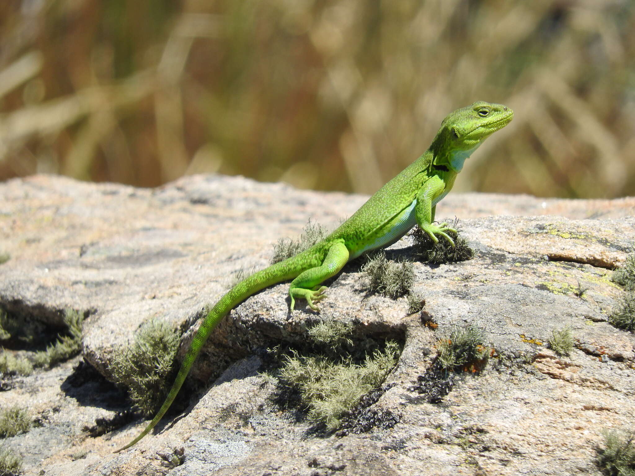 صورة Pristidactylus achalensis (Gallardo 1964)