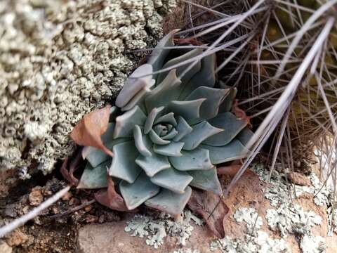 Image of Patagonia Mountain leatherpetal