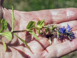 Image of Ajuga hybrida A. Kern.