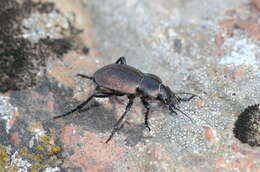 Calosoma (Campalita) chlorostictum chlorostictum Dejean 1831 resmi