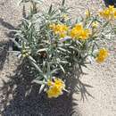 Image of Euploca chrysantha (Phil.) Diane & Hilger