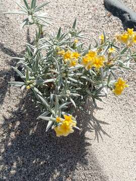 Image of Euploca chrysantha (Phil.) Diane & Hilger