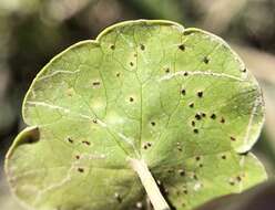 Image de Puccinia hydrocotyles (Mont.) Cooke 1880