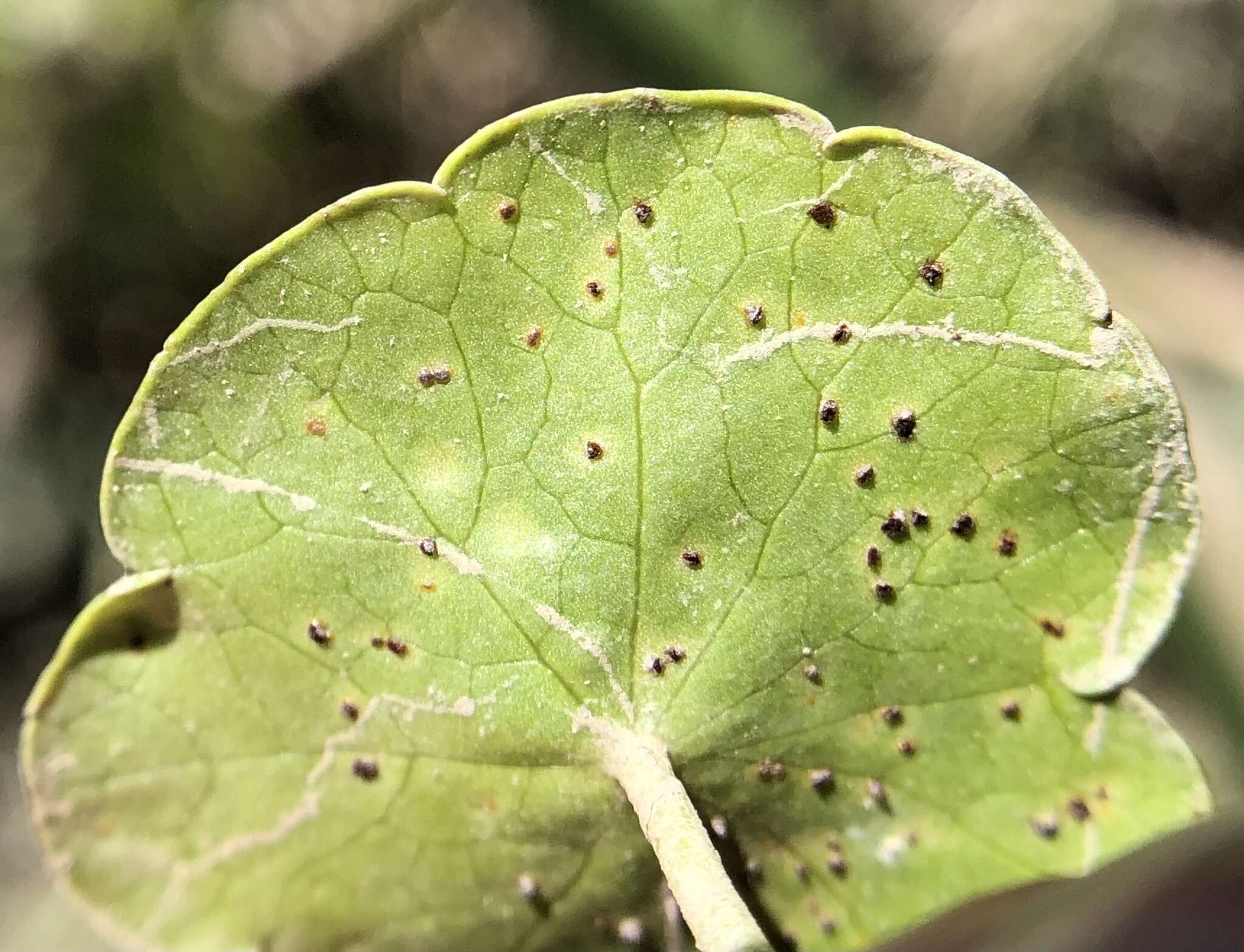 Image de Puccinia hydrocotyles (Mont.) Cooke 1880