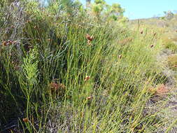 Nevillea obtusissimus (Steud.) H. P. Linder的圖片