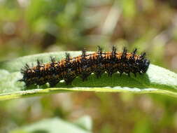 Image of Harris's Checkerspot